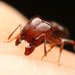 Pheidole tetra - Photo (c) Mason S., some rights reserved (CC BY-NC), uploaded by Mason S.