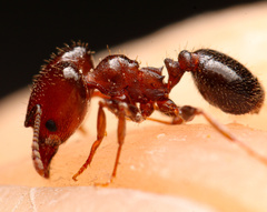 Pheidole tetra