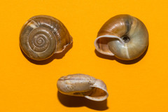 Campylaea illyrica