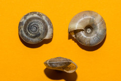 Aegopis gemonensis