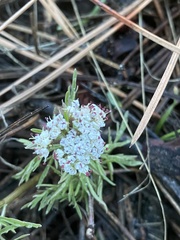 Lomatium geyeri