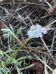 Lomatium geyeri