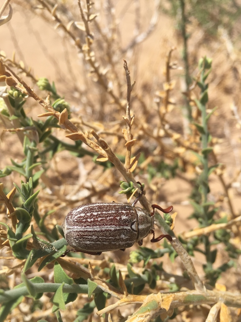 Kelso Dunes June Beetle