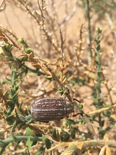 Kelso Dunes June Beetle
