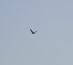 Falconiformes