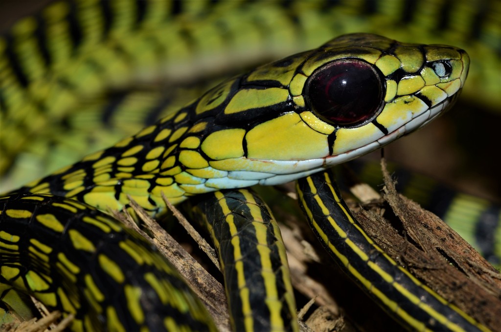 Large-eyed Green Treesnake