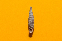 Macrogastra plicatula