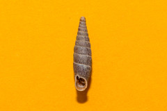 Macrogastra plicatula