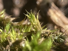 Bryopsida