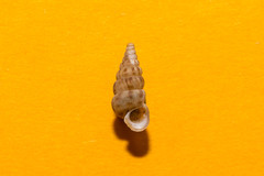 Cochlostoma septemspirale