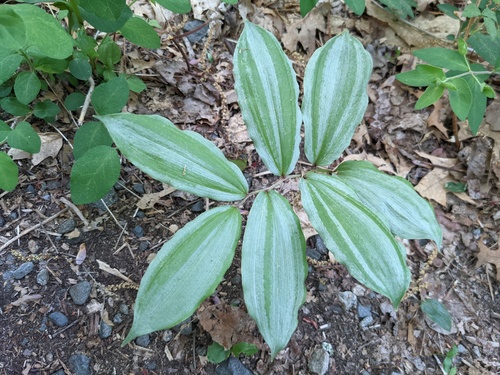 Maianthemum racemosum