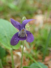Viola fimbriatula