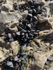 Brachidontes