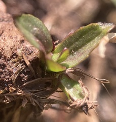 Plantago lanceolata