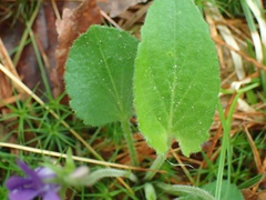 Viola fimbriatula