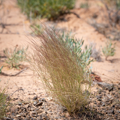 Aristida contorta