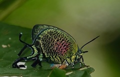 Arcas imperialis