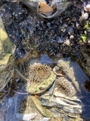 Bunodosoma cavernatum