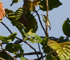 Merops viridis