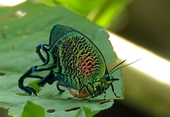 Arcas imperialis