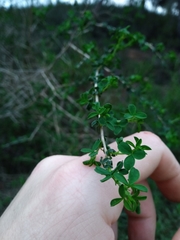 Adenocarpus telonensis