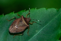 Myota aerea
