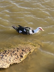 Cairina moschata domestica
