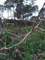 Adenocarpus telonensis