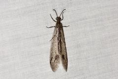 Glenoleon meteoricus