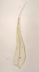 Racomitrium microcarpon