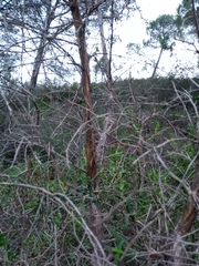 Adenocarpus telonensis