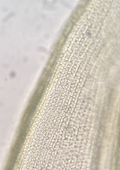 Racomitrium microcarpon