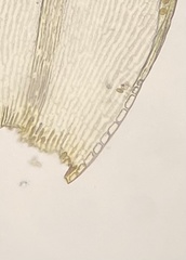 Racomitrium microcarpon