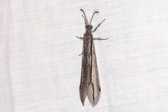 Protoplectron longitudinale