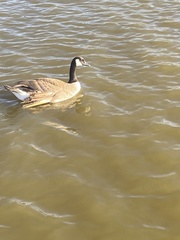 Branta canadensis