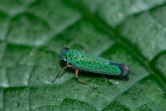 Versigonalia vermiculata