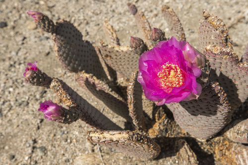 iNaturalist observation photo of beavertail cactus
