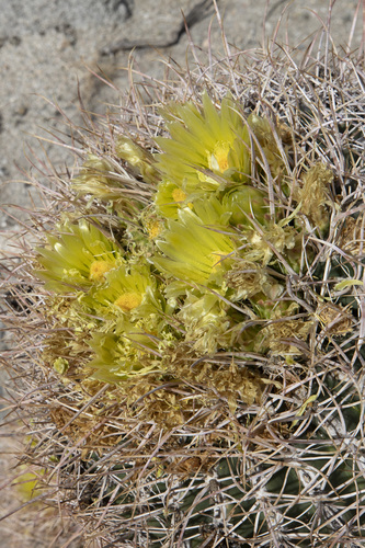 iNaturalist observation photo of California Barrel Cactus
