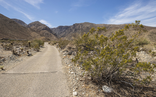 iNaturalist observation photo of Creosote Bush