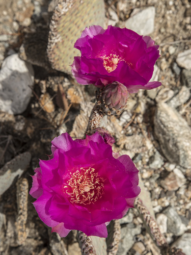 iNaturalist observation photo of beavertail cactus