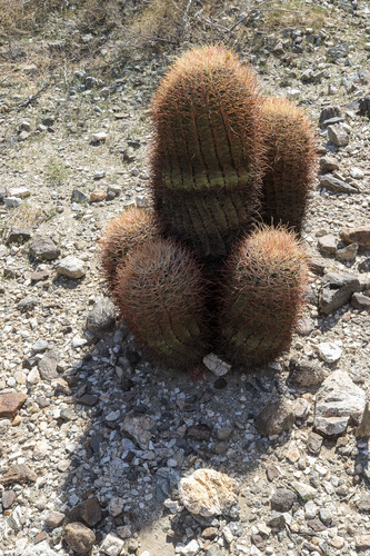 iNaturalist observation photo of California Barrel Cactus