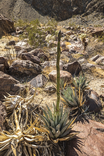 iNaturalist observation photo of desert agave