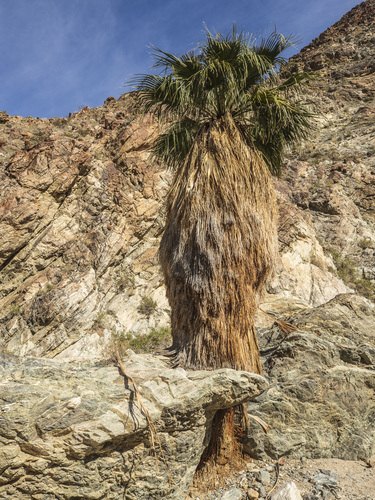 iNaturalist observation photo of California fan palm