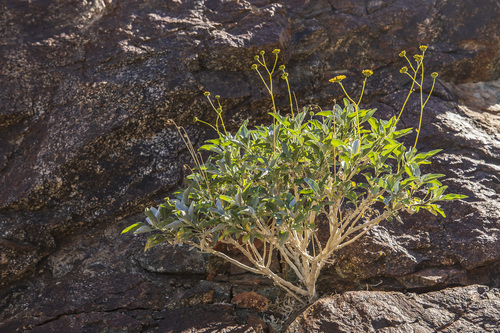 iNaturalist observation photo of Brittlebush