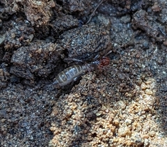 Hubbardia pentapeltis