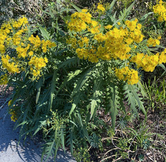 Sonchus palmensis