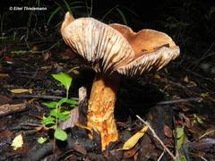 Cortinarius austroturmalis
