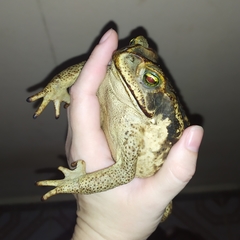 Rhinella diptycha