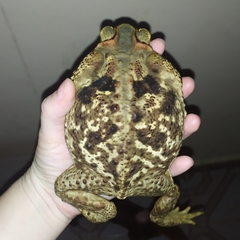 Rhinella diptycha