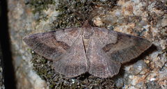 Selidosema brunnearia